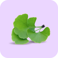 גינקו בילובה