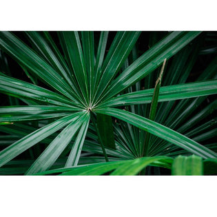 דקל ננסי לשיער הגבר — מה המחקר אומר על Saw Palmetto ו-DHT